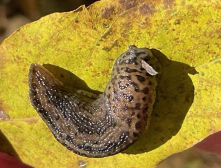 Screen Shot 2021-10-22 at 4.39.27 PM