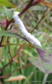 DSCN9176