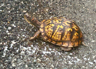 Eastern Box Turtle IMG_2283