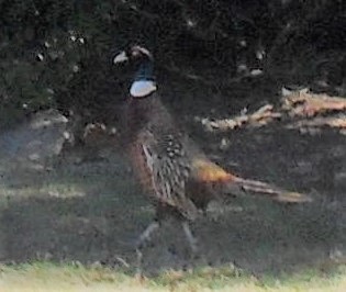 Pheasant Pheasant