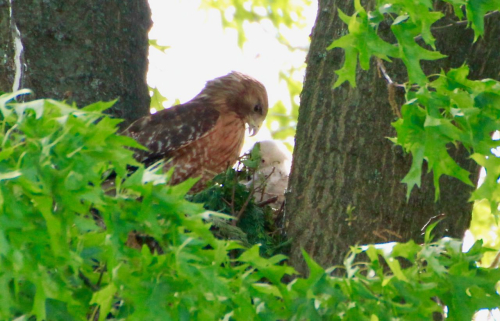 RS nest late May 2021_MG_3354