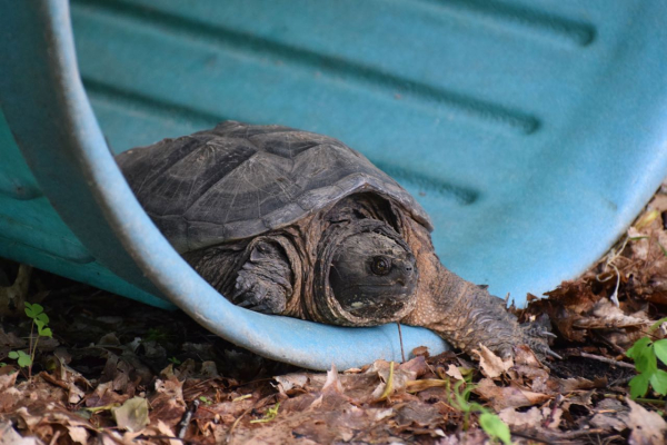 Snapping turtle leaving can cf  DSC_0615