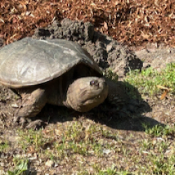 Fell snapper IMG_9096