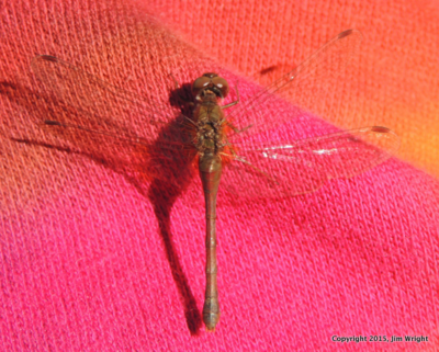 DSCN9729-001