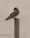 Cel Frm 5-7-16-Tree Swallow-6