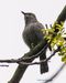 Cel Frm 5-7-16-Catbird-2