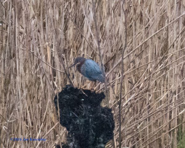 Cel Frm 5-7-16-Green Heron-3