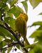 Cel Frm 5-7-16-Yellow Warbler-1