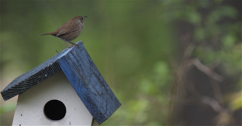 Wren2