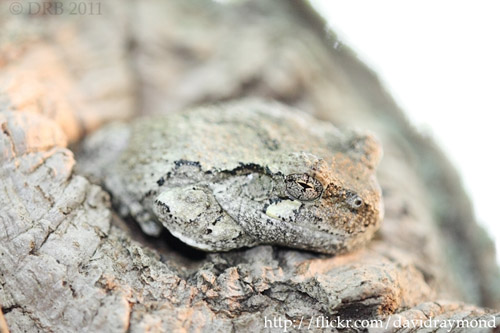 Drb_treefrog(2)