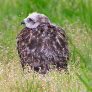 Susan on the ground_MG_3812
