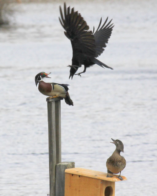 Jim Wright Wood Ducks Crow IMG_0893 (1)
