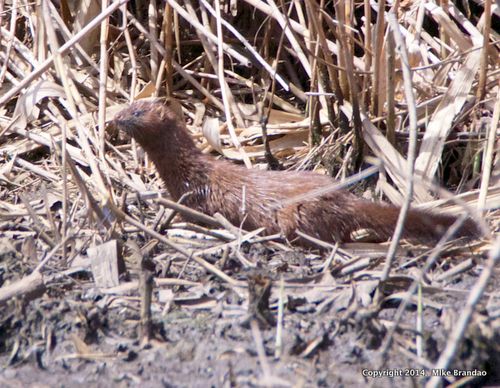 Mink 4-12-14
