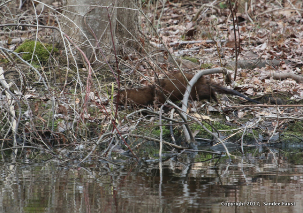 1-February 27 2017 Celery Farm Mink
