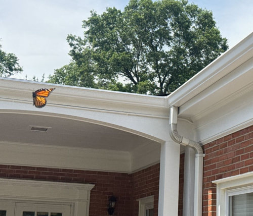 Toothless flies IMG_0723