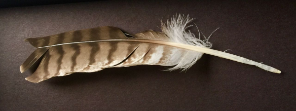 Feather May 2020(1)