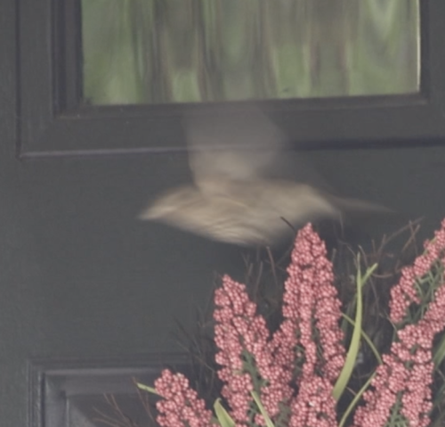 Mystery bird flying from nest....Screenshot 2025-04-27 at 1.36.22 PM