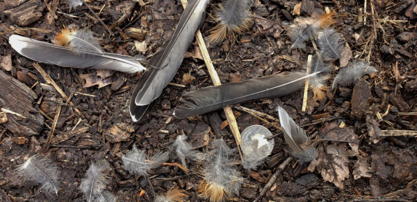 Feathers 20200130_134345 (2) Feathers 20200130_134345 (2)