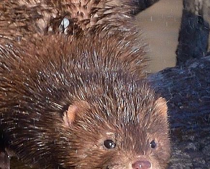 Mink 03302021 2619 square close-up (1)