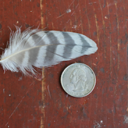 Peregrine feather