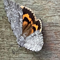 Screen Shot 2021-08-29 at 3.03.11 PM