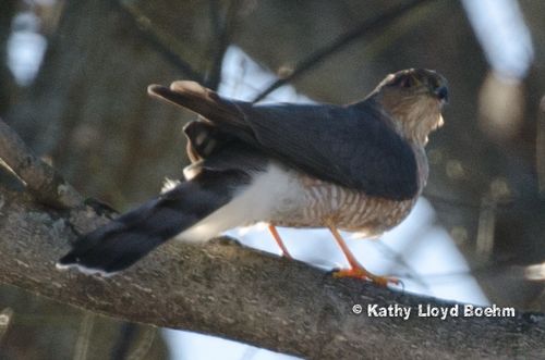 Raptor-KathyLloydBoehm-305