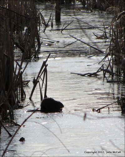 Temp muskrat
