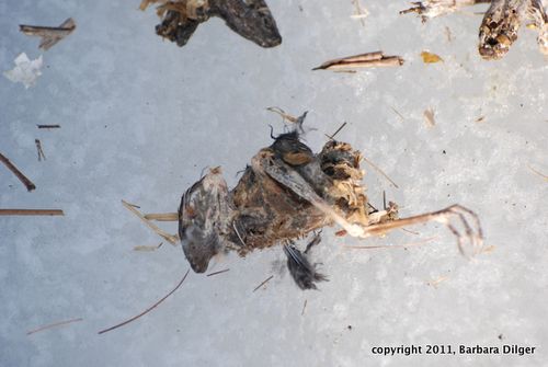 Creatures found in duck box cf