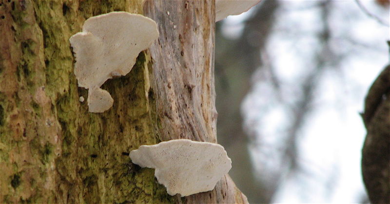 Tree fungus
