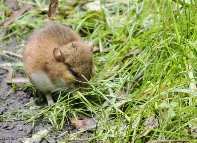 Celery Farm mystery critterDSCN4559