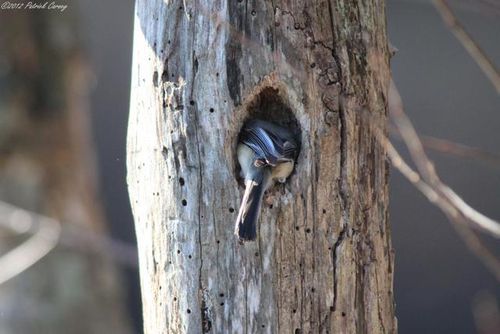 Celery Farm 2012 038