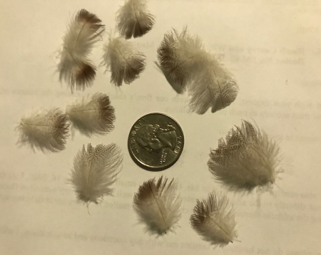 63986679394__17969888-843A-4178-AB1A-D75C024A244A-preview