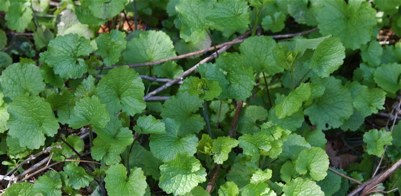  young garlic mustard
