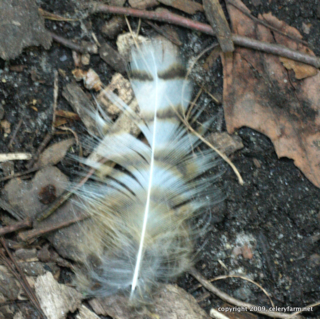 http://celeryfarm.typepad.com/.a/6a00e008d9a2218834011571f5225d970b-pi