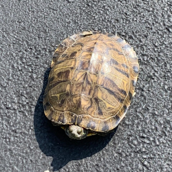  Turtle CF 061020 b(1)