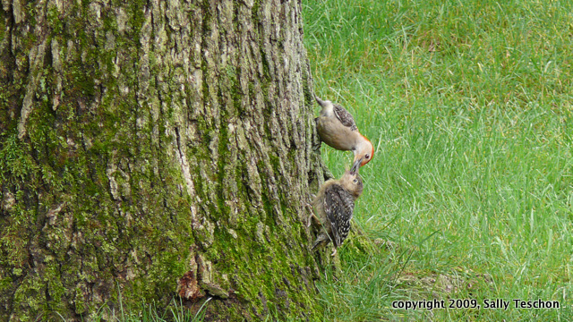 Mom feeding baby-1