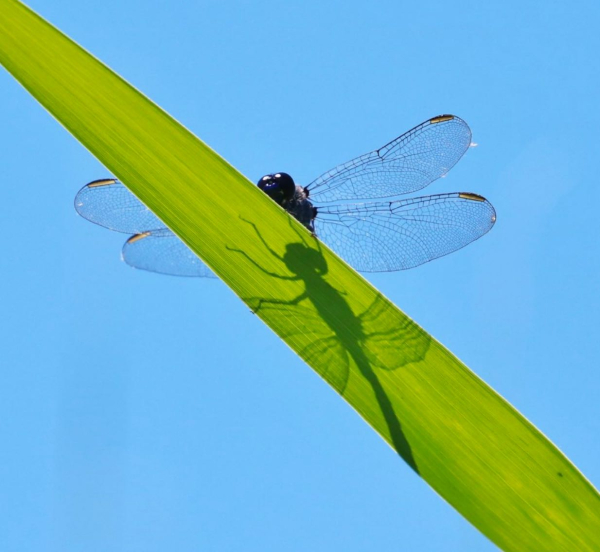 Screen Shot 2019-07-21 at 2.53.06 PM