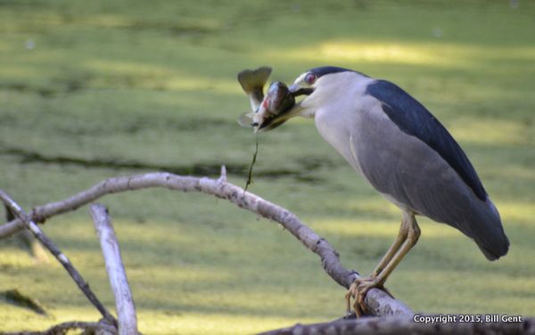 DSC_6931(1)