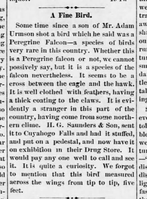 Mystery bird from 18