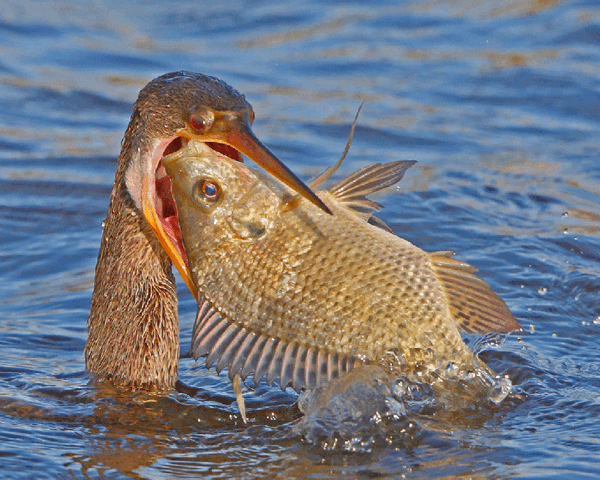 CFs-Cormorant-with-giant-fish-EJ8A2347