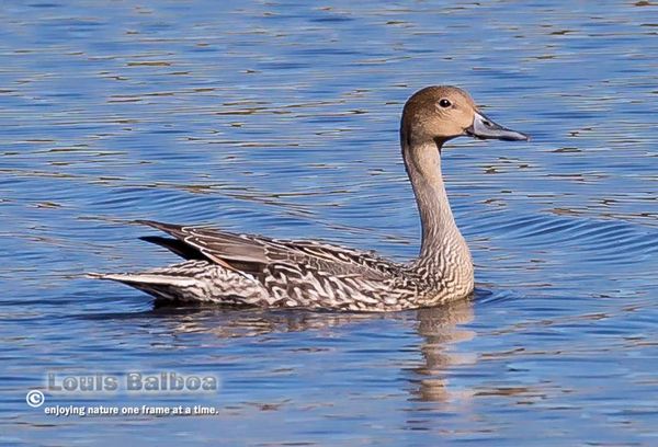 Gooseduck