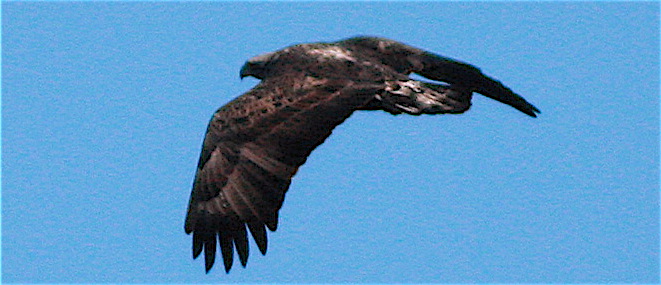 Eagle 121308a
