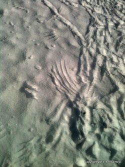 1-IMG_1110(1)