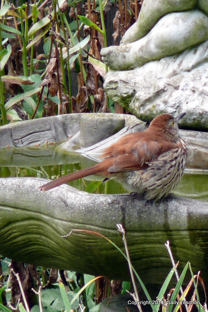 Bird(2)