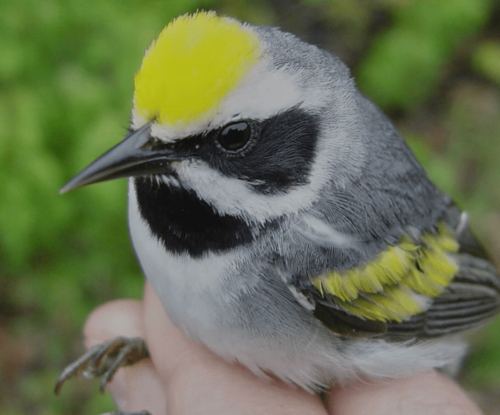 Screenshot 2024-05-11 at 3.41.03 PM