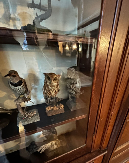 FDR taxidermy case IMG_3970