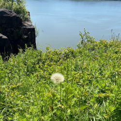 Dandy plant IMG_2435