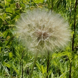 Dandy plant IMG_2434