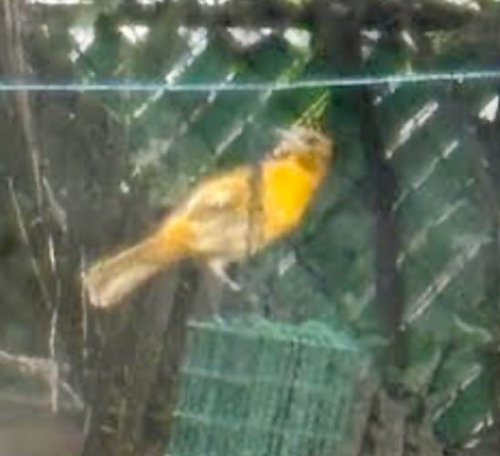 Screenshot 2024-05-01 at 3.29.30 PM