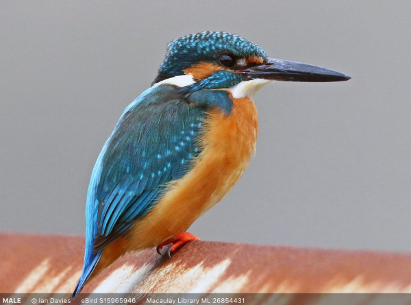 Screen Shot 2020-01-20 at 4.00.21 PM